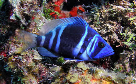 HYPOPLECTRUS INDIGO